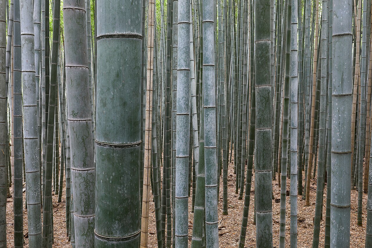 The Sagano Bamboo Grove