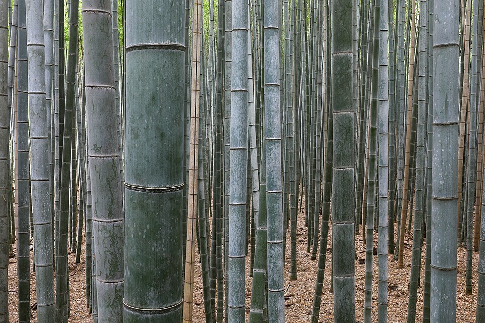 The Sagano Bamboo Grove