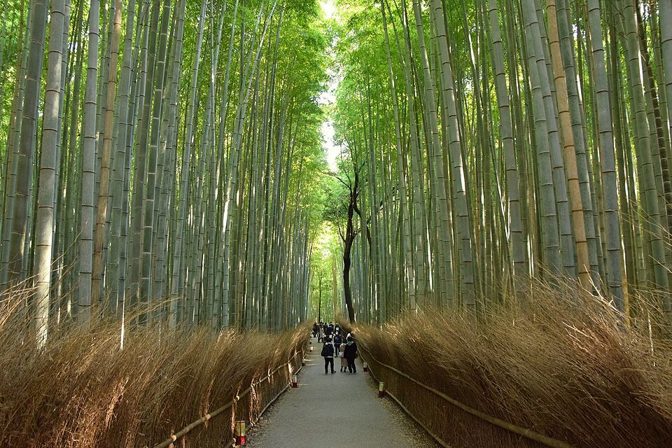 Arashiyama bamboo forest