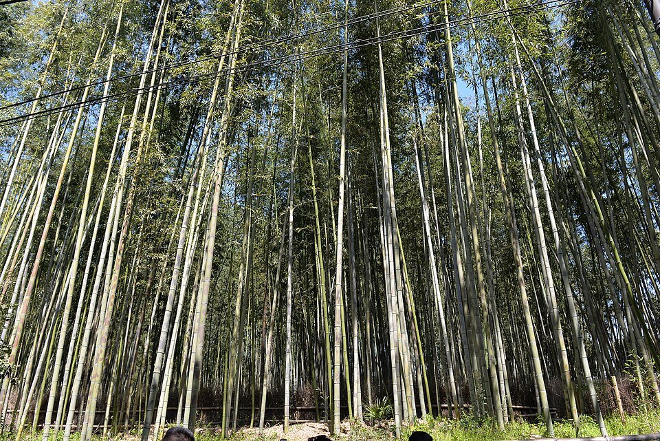 A little lay-by on the trail where you can get this view of the Arashiyama bamboo forest