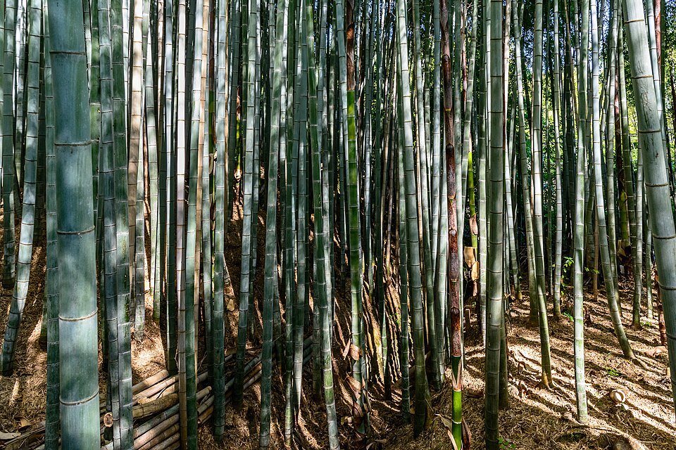 Arashiyama - Bamboo Forest, Kyoto, Japan2