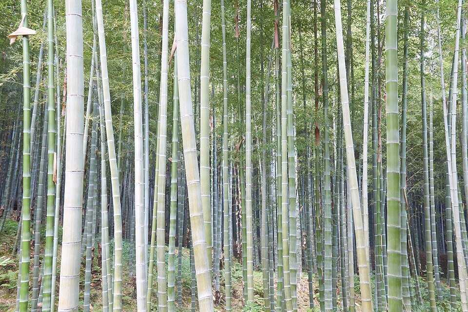 Arashiyama bamboo forest, May 2017