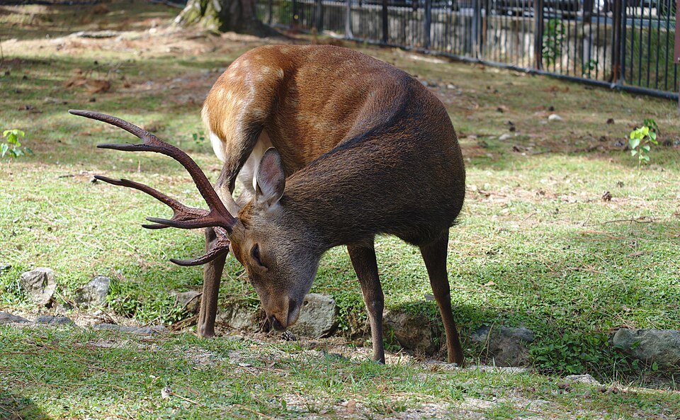 The deer of Nara Park