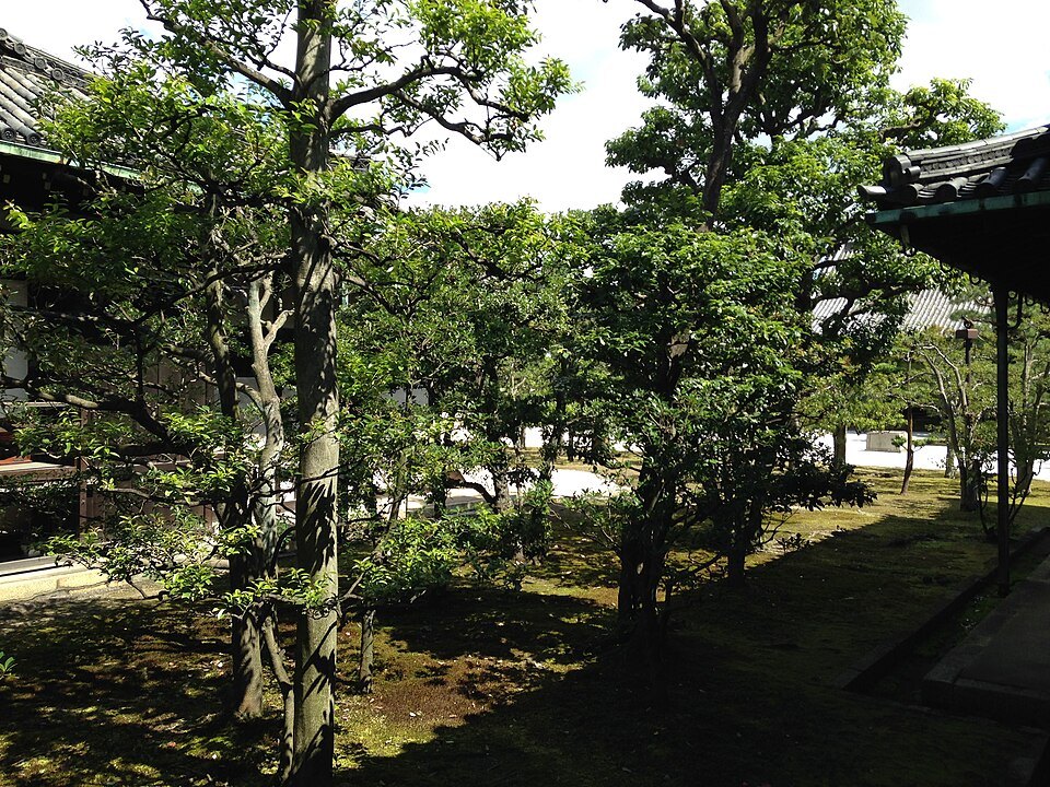 Trees near Ninomaru-Goden Hall of Nijo Castle
