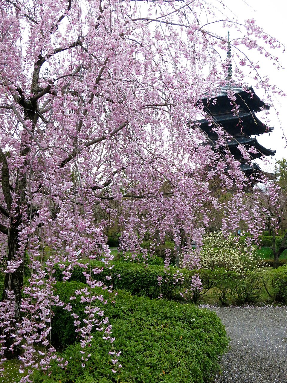 Toji Five-storied Pagoda 東寺五重塔 02 - Apr 14, 2012